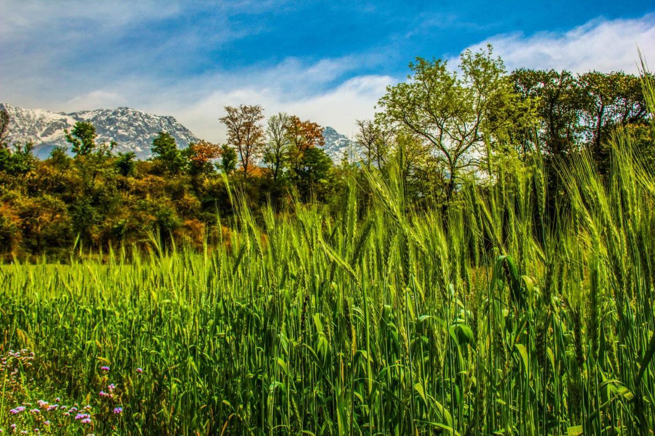 Prakriti Aalay - Riverside Mountain View Boutique Eco Resort Dharamshala Dış mekan fotoğraf